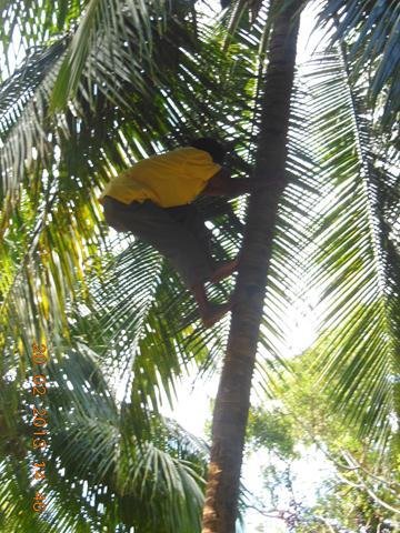 Prospect Plantation - Coconut Climber