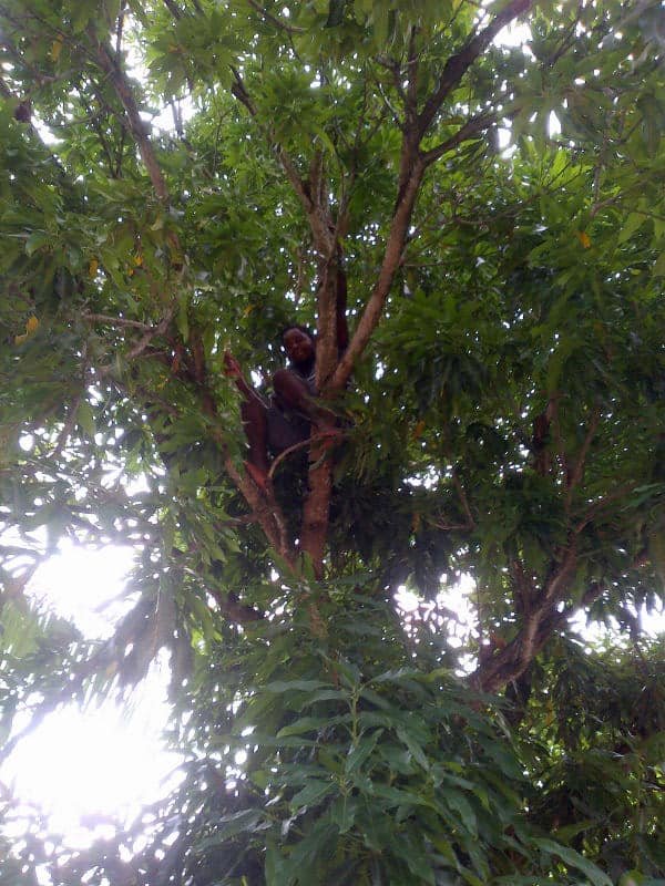 East Indian Mango Tree Climber