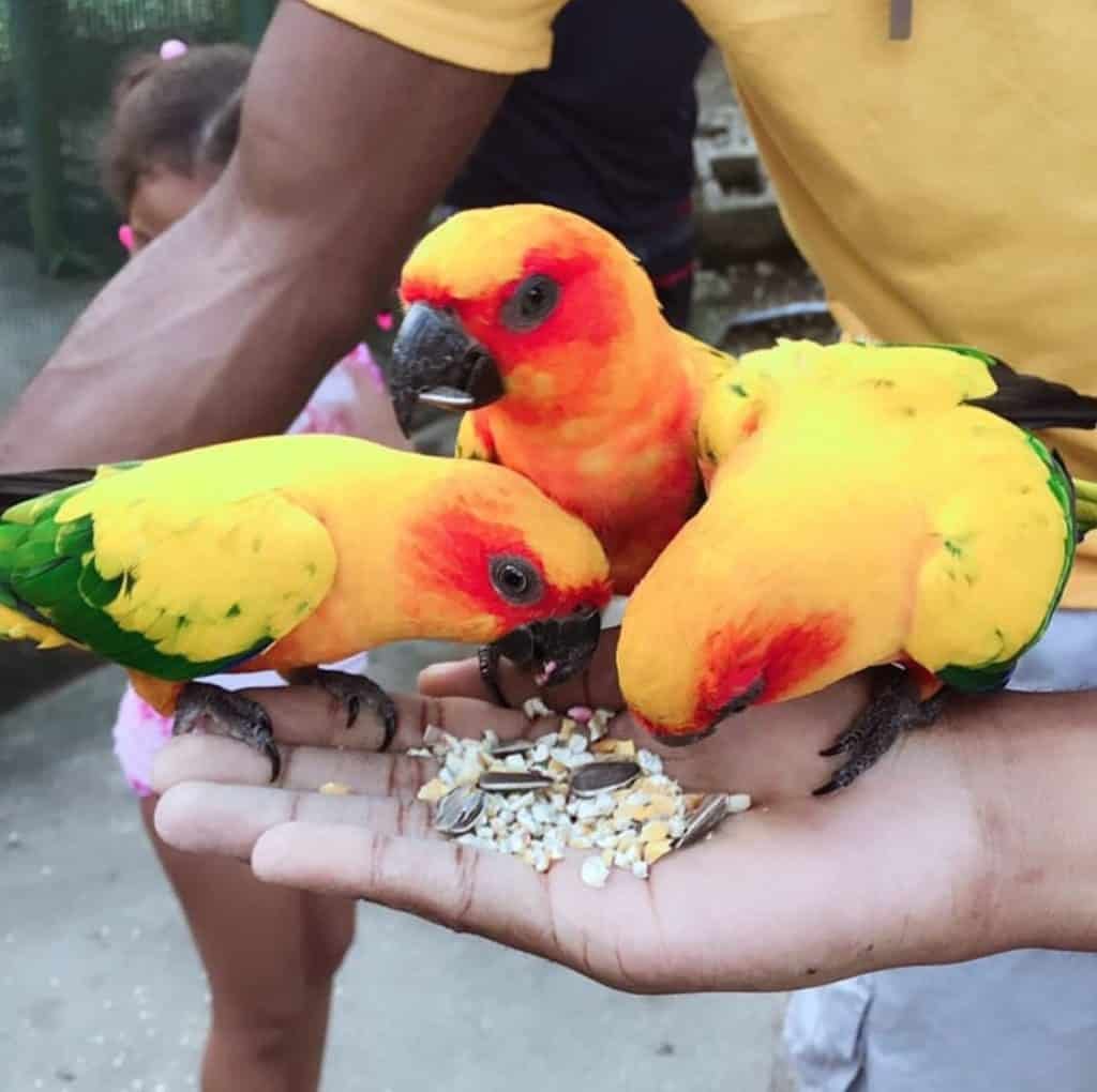 Bright Parrots in Jamaica