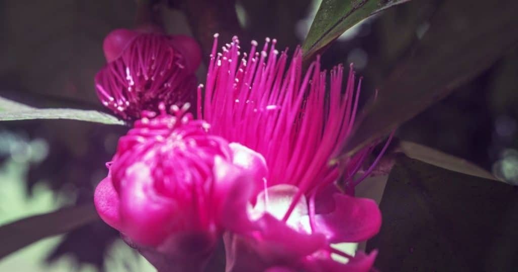 Jamaican Otaheite Apple Blossom