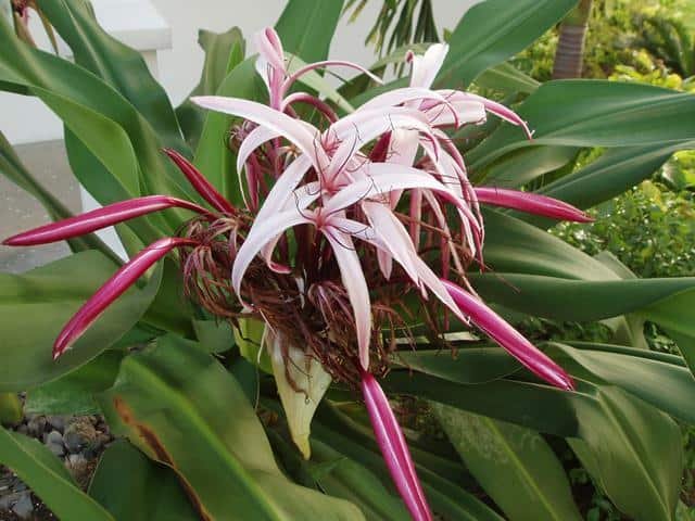 Jamaican Flowers