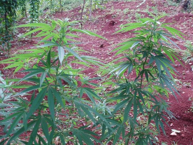 Jamaican Marijuana