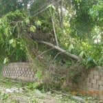 Tree down Ocho Rios Hurricane Sandy