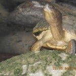 Turtle River Park - Lookout Turtle