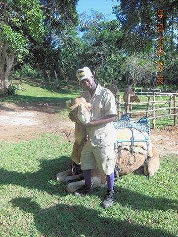 Prospect Plantation - Camel and trainer
