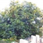 Breadfruit Tree Jamaica