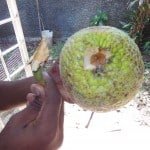 Remove the Breadfruit Stalk
