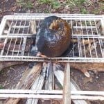 Turn the Breadfruit on the Fire