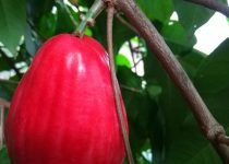 Introducing Jamaican Otaheite Apple – Jamaican Fruit (inc 3 recipes)
